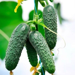 Огірок кімнатний Пуччіні F1 -My Garden