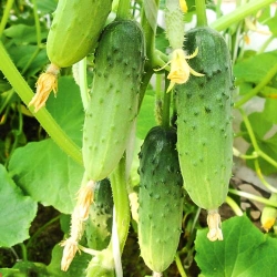Огiрок Мальчик з пальчик F1 -My Garden