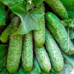 Огiрок Засолочний -My Garden