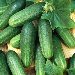 Огірок F1 Мадам, насіння -My Garden