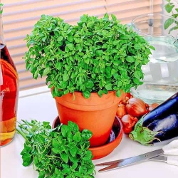 Орегано (майоран) Дзвіночок -My Garden