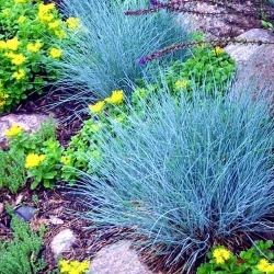 Вівсяниця блакитна -My Garden