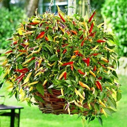 Перець кущовий Кошик полум'я F1, плазмове насіння -My Garden