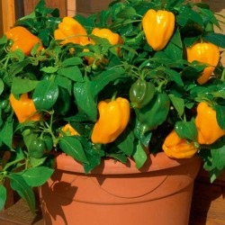 Перець солодкий Бейбі Єллоу F1, плазмове насіння -My Garden