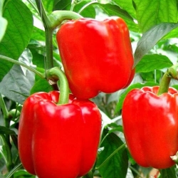 Перець солодкий Червоне диво -My Garden