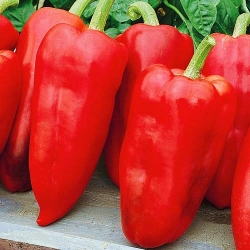 Перець солодкий Червоний велетень -My Garden