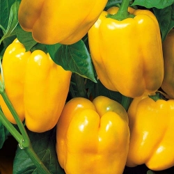 Перець солодкий Золоте диво -My Garden