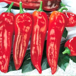 Перец острый Пламя дракона -Top sales