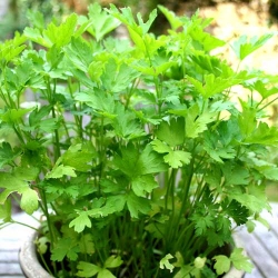 Петрушка листова Маестро -My Garden