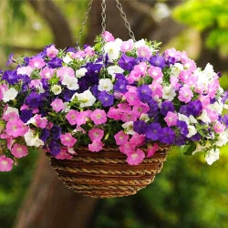 Петунія ампельна Балкон, суміш забарвлень -My Garden