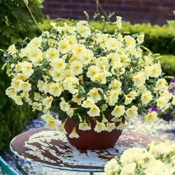 Петунія Лавина Золота зірка F1 -My Garden