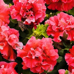 Петунія Подвійний Каскад Червона F1 -My Garden