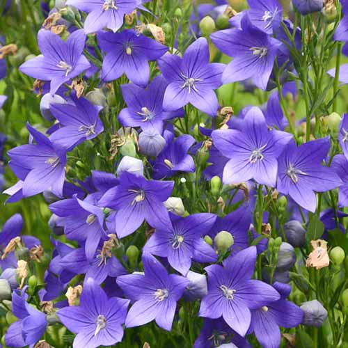 Платикодон Блю -My Garden