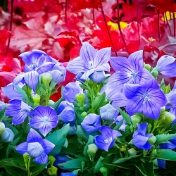 Платикодон Блакитний -My Garden