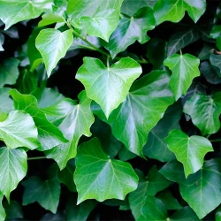 Плющ Грінхарт -My Garden