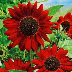 Соняшник Червоне сонечко -My Garden