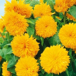 Соняшник махровий Ведмежатко  -My Garden