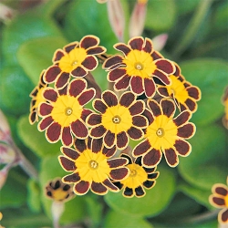 Примула Золоте мереживо -My Garden