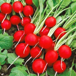 Редис Жара -Most often bought