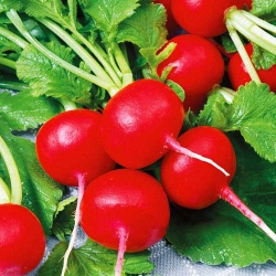 Редис Сакса -Most often bought