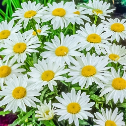 Ромашка великоквіткова -My Garden