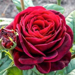Троянда англійська Астрід Графін фон Харденберг -My Garden
