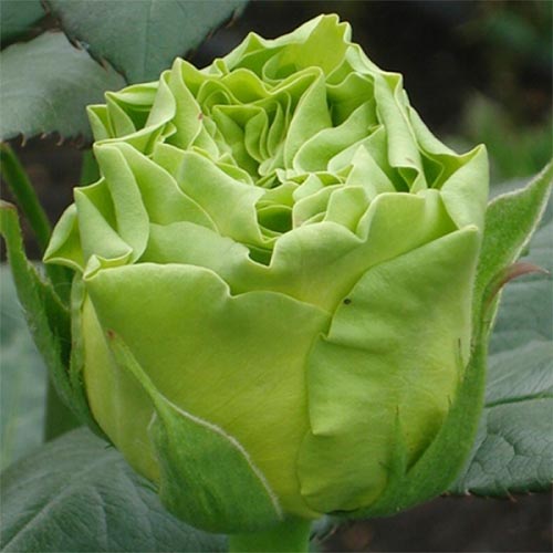 Троянда чайно-гібридна Супер Грін -My Garden