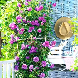 Троянда плетиста Блю Мунн -My Garden