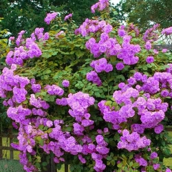 Троянда плетиста Індіголетта -My Garden