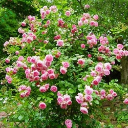 Троянда плетиста Жасміна -My Garden