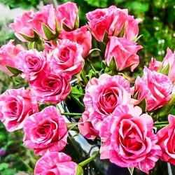 Троянда спрей Пінк Флеш -My Garden