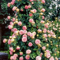 Троянда плетиста П'єр де Ронсар -My Garden