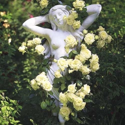 Троянда плетиста Зелена -My Garden