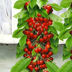 Черешня колоновидна червона -My Garden