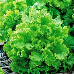 Салат Австралійський -My Garden