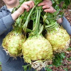 Селера Королівська ніч -My Garden