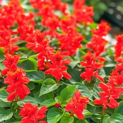 Шавлія червона -My Garden