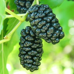 Шовковиця Чорний принц -My Garden