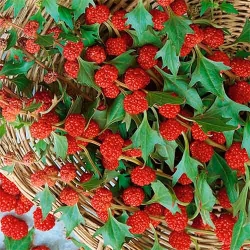 Шпинат Суничний , насіння -My Garden