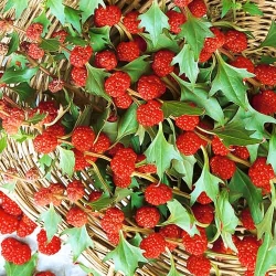 Шпинат Суничний -My Garden