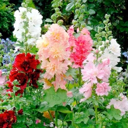 Шток-троянда Королівська, суміш забарвлень -My Garden