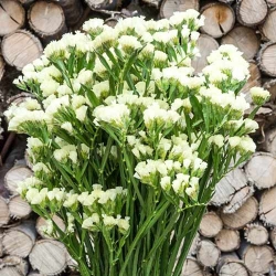 Статиця Айсберг біла -My Garden