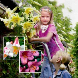 Суперпропозиція! Лілія-дерево Гігантум з 3 цибулин -My Garden