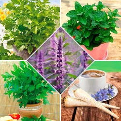 Набір насіння Лікарські трави з 5 упаковок -My Garden