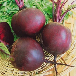 Буряк столовий Борщовий -My Garden