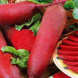 Буряк столовий Циліндра -My Garden