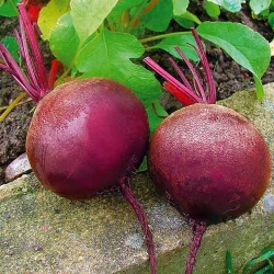 Буряк столовий Детройт -My Garden