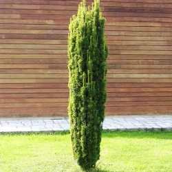 Тис ягідний колоновидний  -My Garden