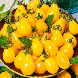 Томат Банан жовтий -My Garden