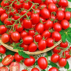 Томат Дитячий солодкий -My Garden